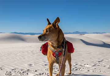  Top 10 Dog-Friendly Parks and Trails for Outdoor Adventures