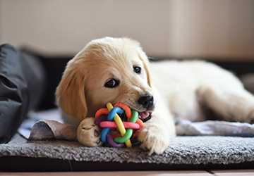  Top 5 Toys to Keep Your Dog Entertained Indoors