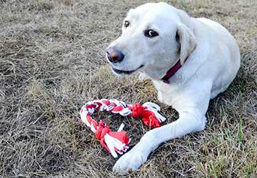 Top 7 DIY Pet Toys for Happy and Healthy Pets