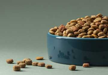 How to Choose the Right Food for Your Pet's Nutritional Needs