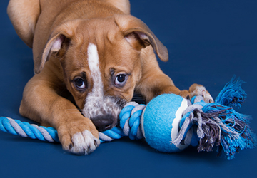  Top 7 DIY Pet Toys for Happy and Healthy Pets 