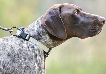 Top 10 Pet Accessories for Style and Functionality