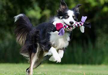 How to Establish a Top-Rated Pet Care Routine