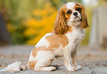 Top 5 Dog Breeds for Apartment Living