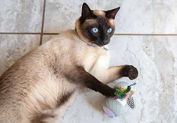 Top 10 Catnip Toys Your Cat Will Love