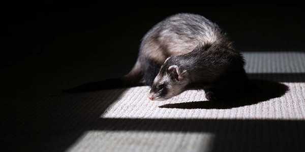 Are Ferrets Good Pets? What You Should Know Before Getting One